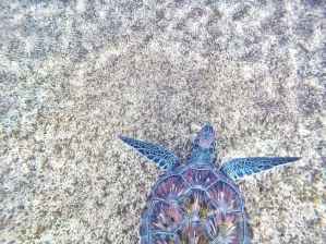 purple and blue sea turtle